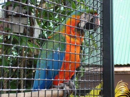Hilo zoo parrot